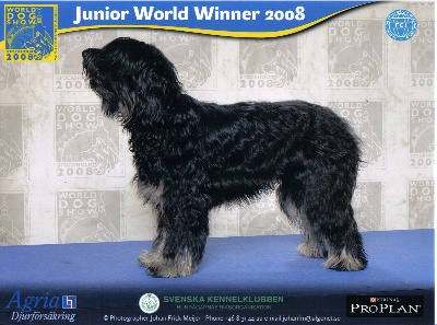 Des Gardiens de la Houlette - Results World Dog Show 2008