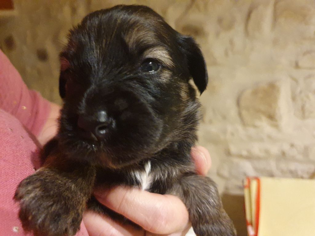 Des Gardiens de la Houlette - Chiot disponible  - Berger de la Serra de Aires