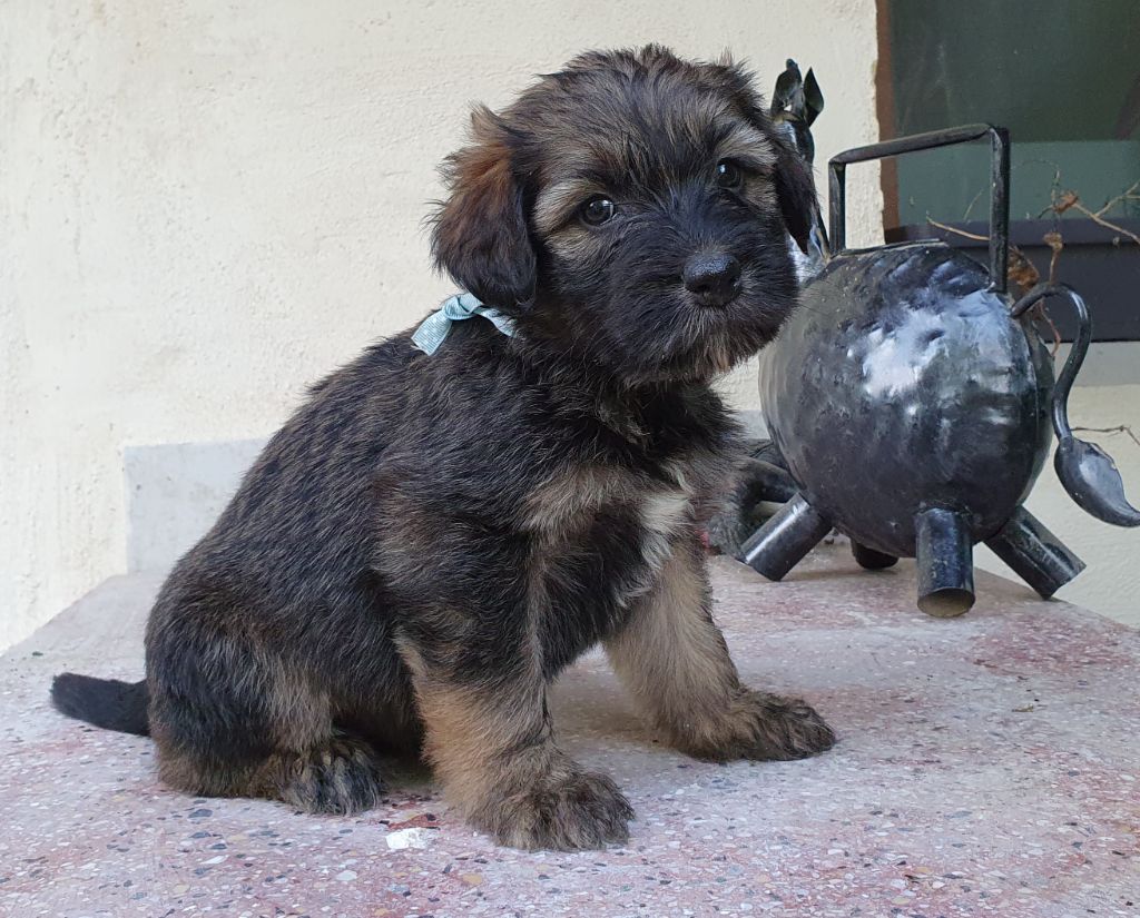 Des Gardiens de la Houlette - Chiot disponible  - Berger de la Serra de Aires