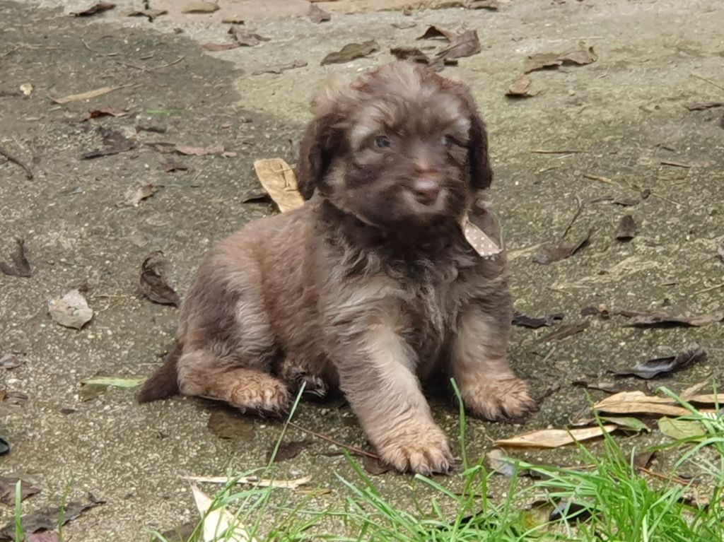 Des Gardiens de la Houlette - Chiot disponible  - Berger de la Serra de Aires