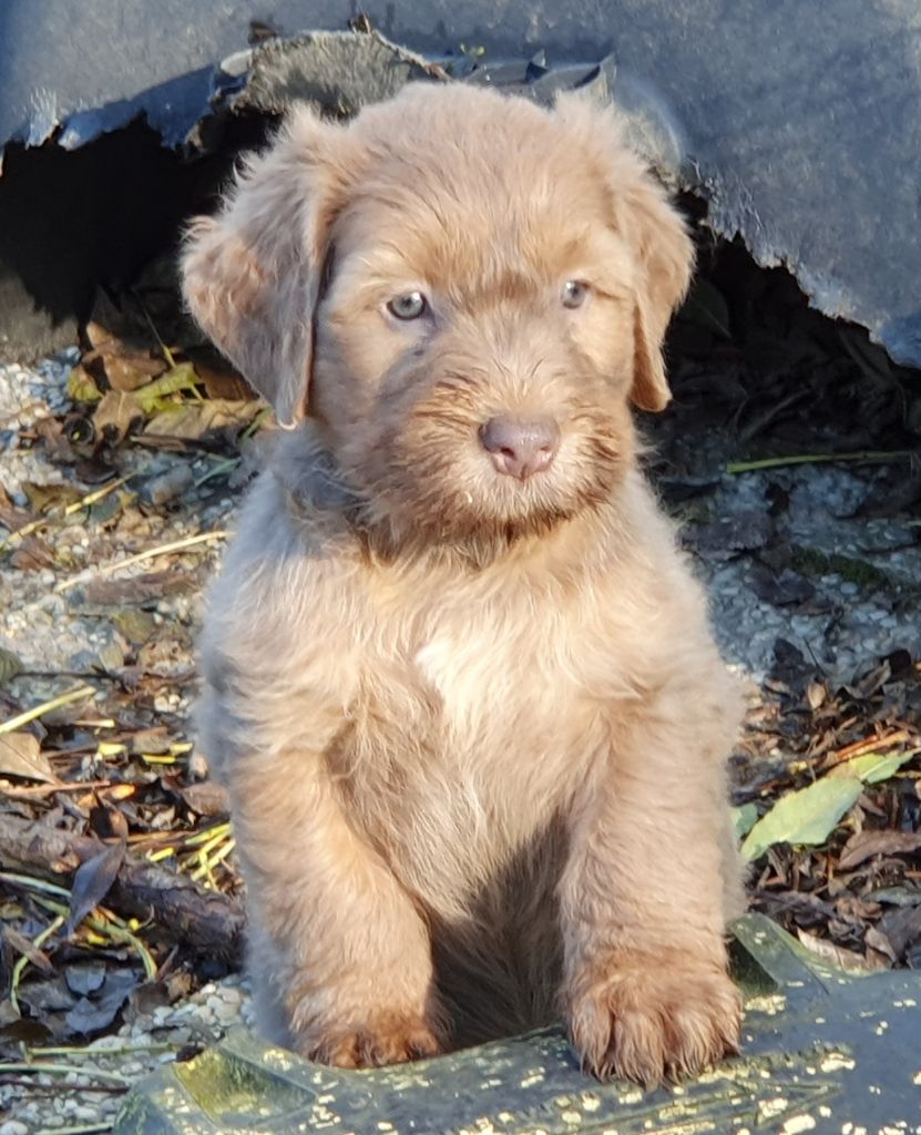 Des Gardiens de la Houlette - Chiot disponible  - Berger de la Serra de Aires