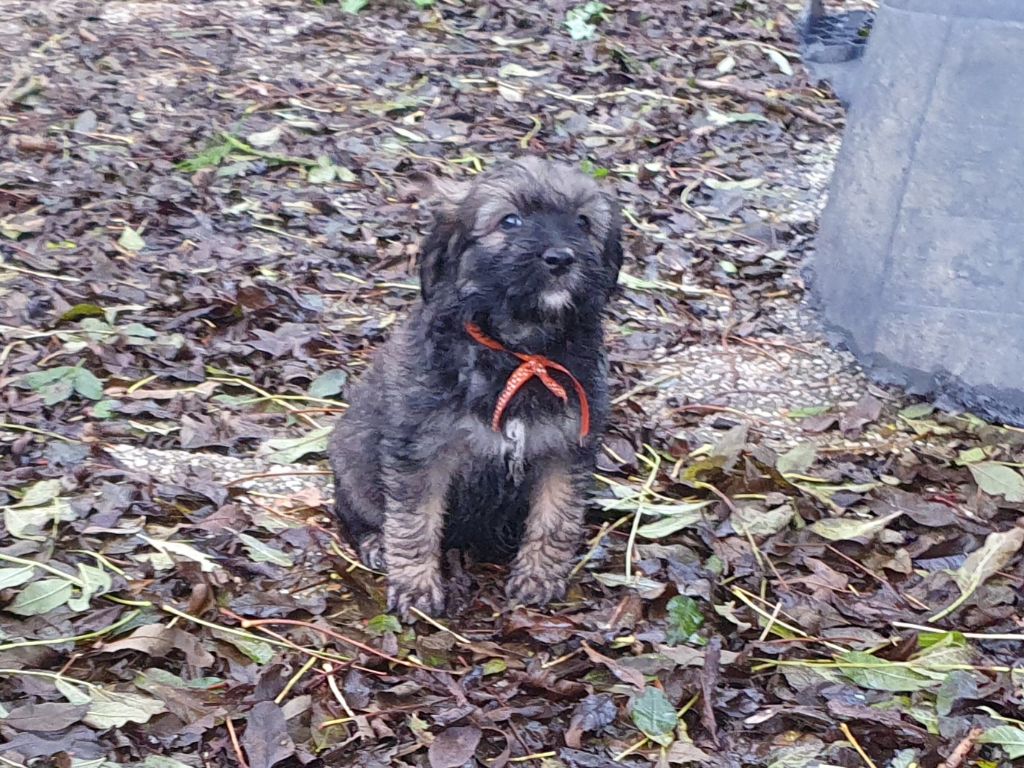 Des Gardiens de la Houlette - Chiot disponible  - Berger de la Serra de Aires