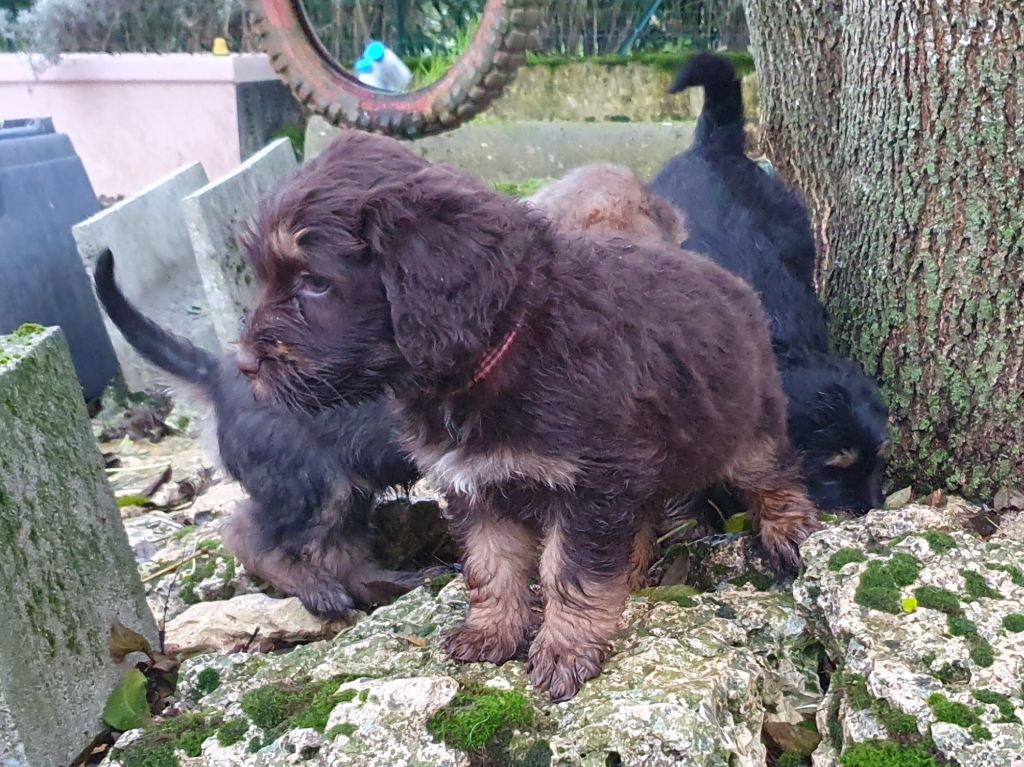 Des Gardiens de la Houlette - Chiot disponible  - Berger de la Serra de Aires