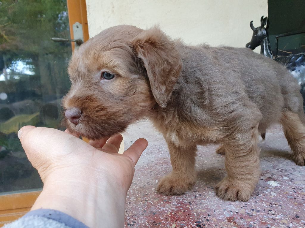 Des Gardiens de la Houlette - Chiot disponible  - Berger de la Serra de Aires