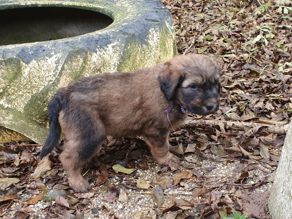 Des Gardiens de la Houlette - Chiot disponible  - Berger de la Serra de Aires