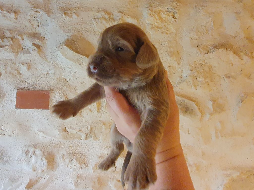 Des Gardiens de la Houlette - Chiot disponible  - Berger de la Serra de Aires