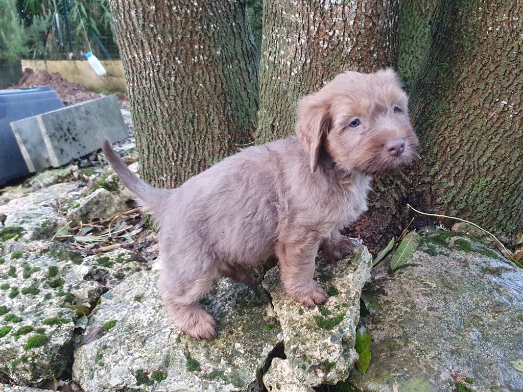 Des Gardiens de la Houlette - Chiot disponible  - Berger de la Serra de Aires