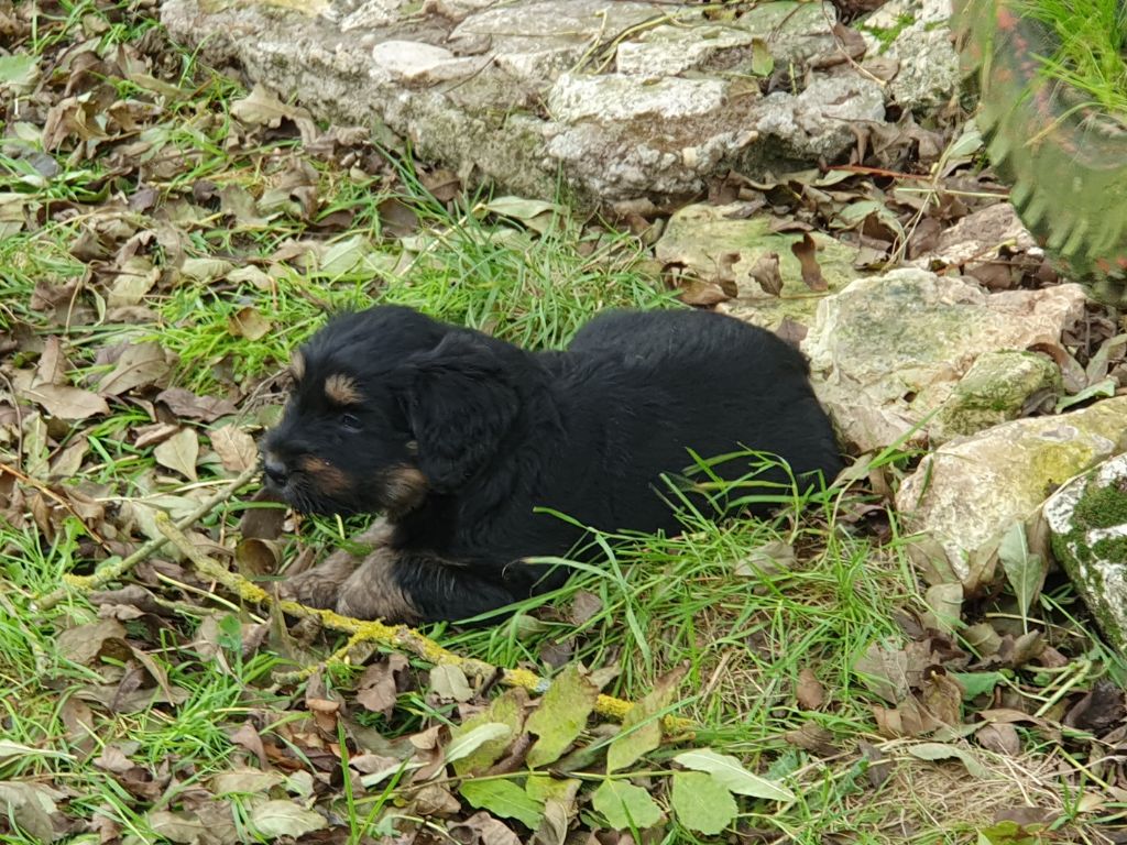 Des Gardiens de la Houlette - Chiot disponible  - Berger de la Serra de Aires