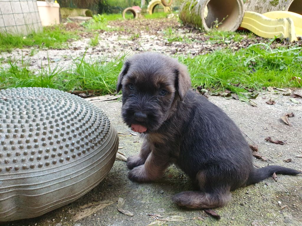 Des Gardiens de la Houlette - Chiot disponible  - Berger de la Serra de Aires