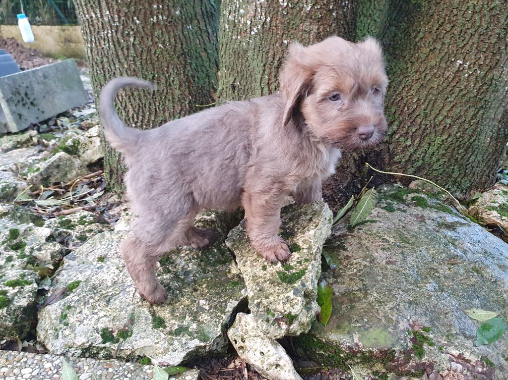 Des Gardiens de la Houlette - Chiot disponible  - Berger de la Serra de Aires