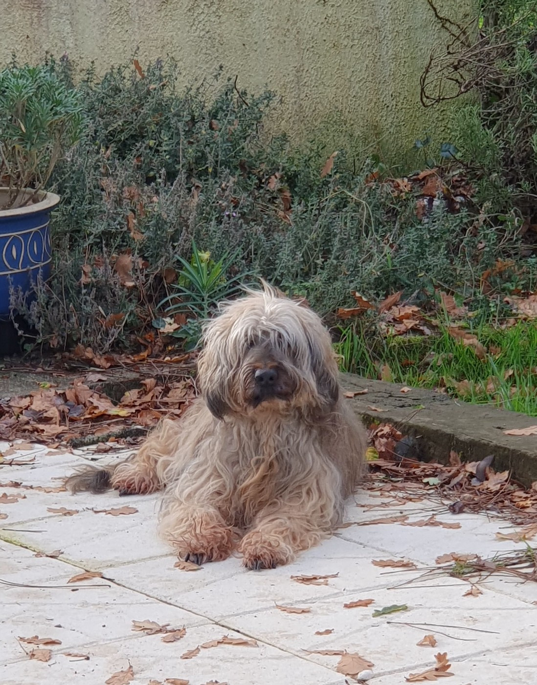 Des Gardiens de la Houlette - Ch. GINJA des Gardiens de la Houlette